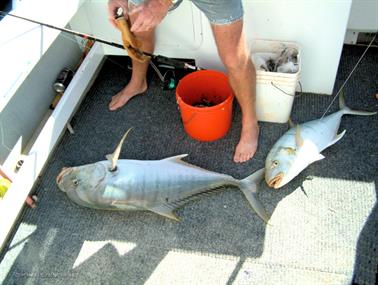 Travelly On The Bite, Onslow, Western Australia